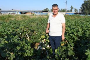 Ayhan Barut’tan hasat öncesi pamuk çağrısı